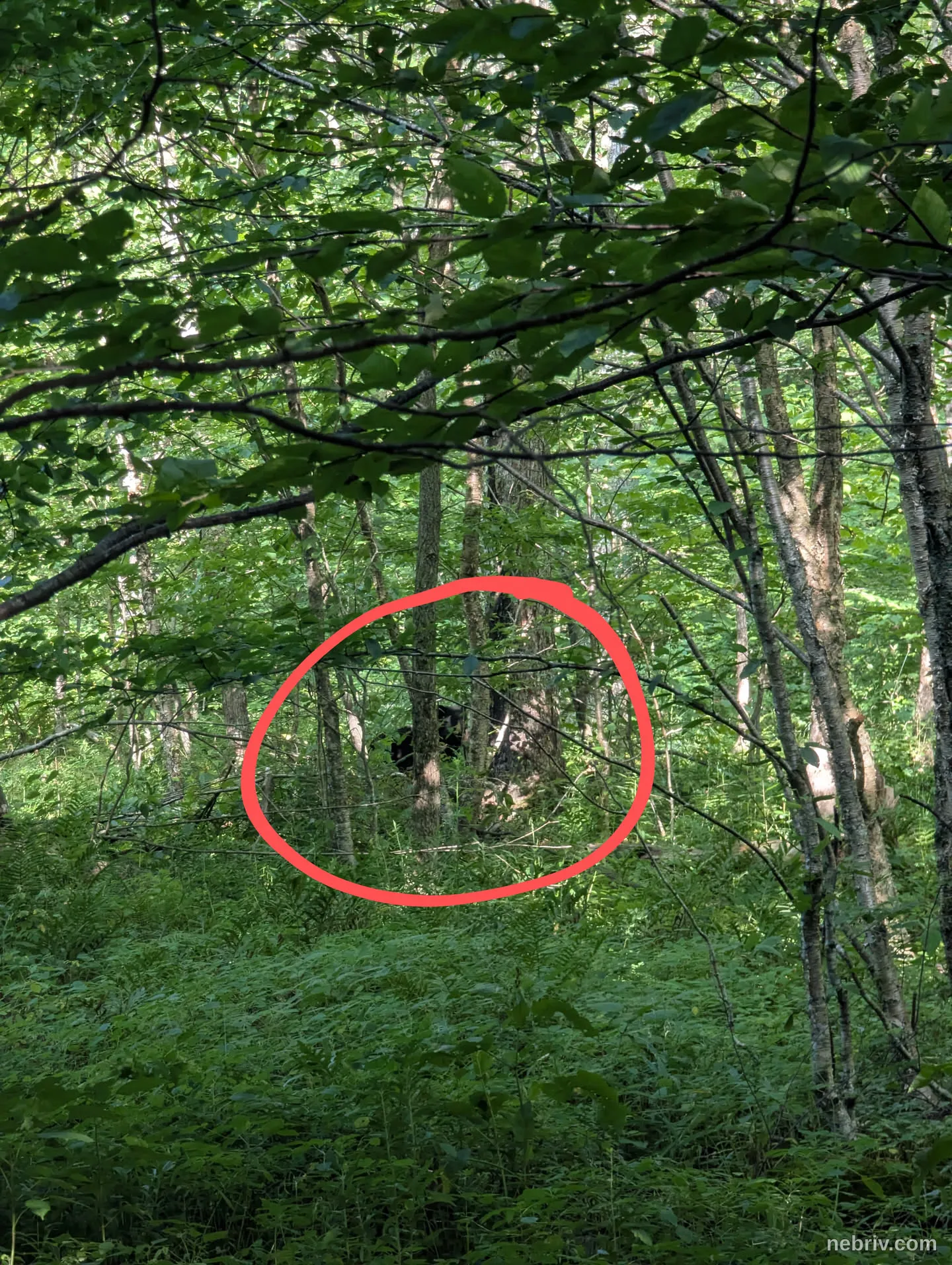 Image taken in Tannersville, United States of America on July 26, 2025